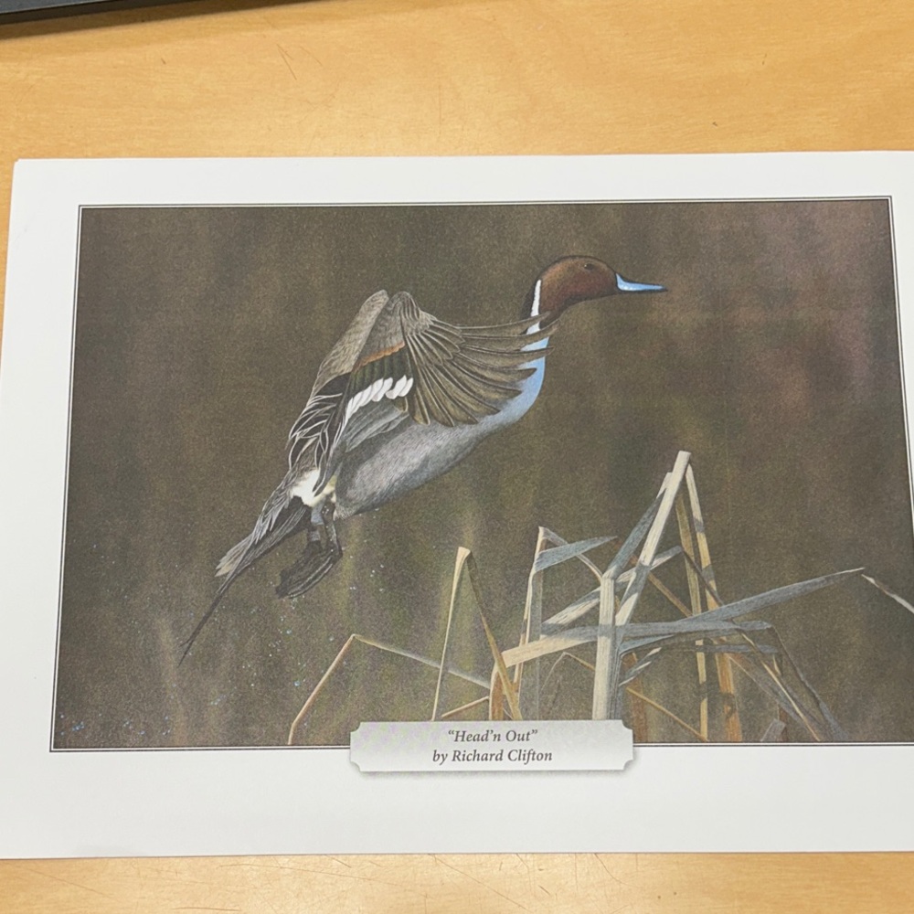 Duck in Flight Art Print